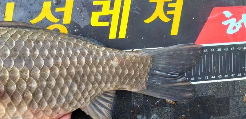 43cm 대물무료터 청미천 (조황조행기 - 특파원조황)