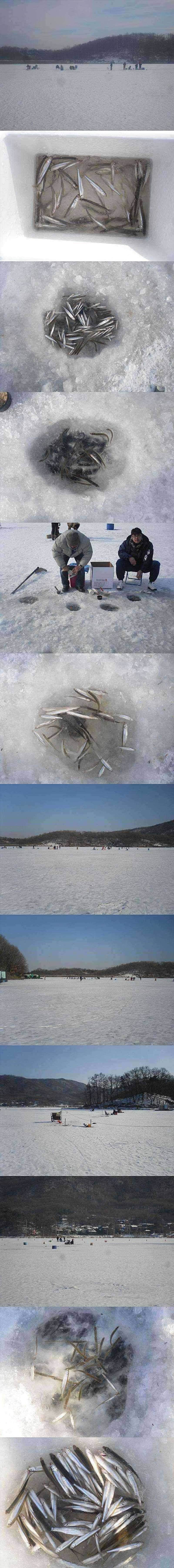 두창지 너무 늦게 올라오는 빙어들 (조황조행기 - 특파원조황)