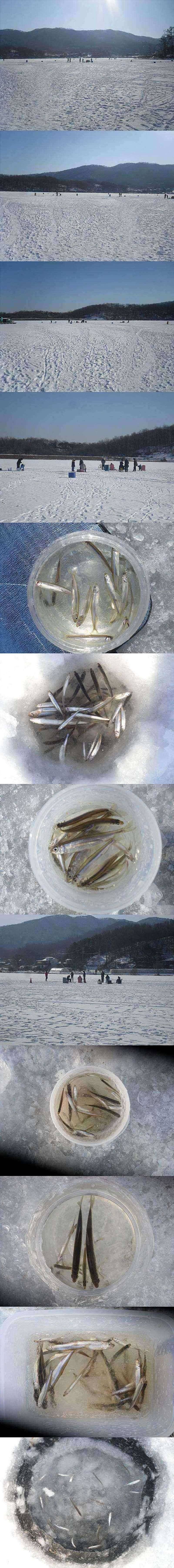 두창지 빙어낚시는 계속 이어지고 (조황조행기 - 특파원조황)