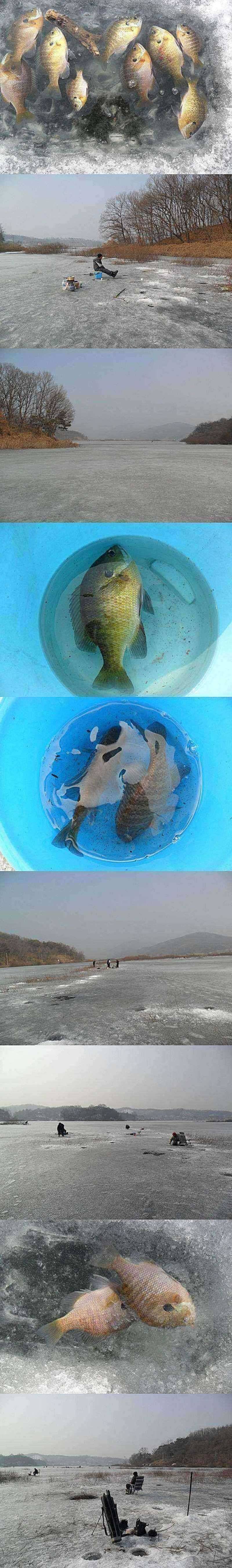 고삼지 블루길낚시는 언제까지 (조황조행기 - 특파원조황)