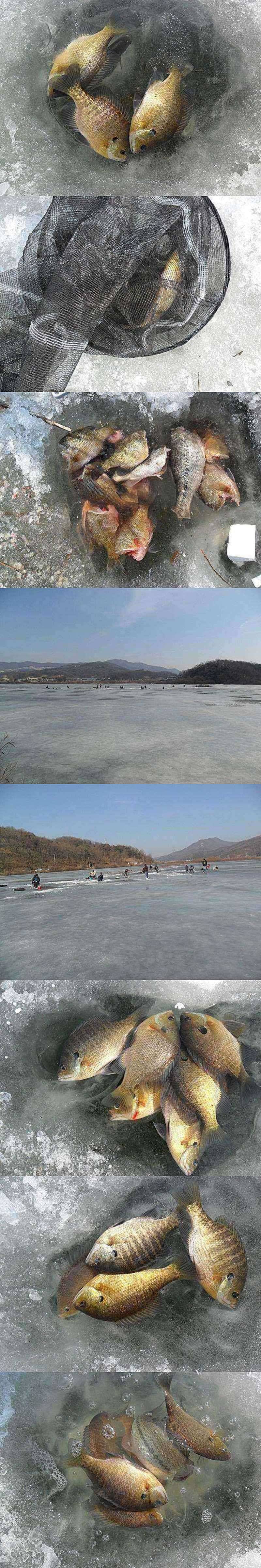고삼지 얼음낚시 언제까지 (조황조행기 - 특파원조황)
