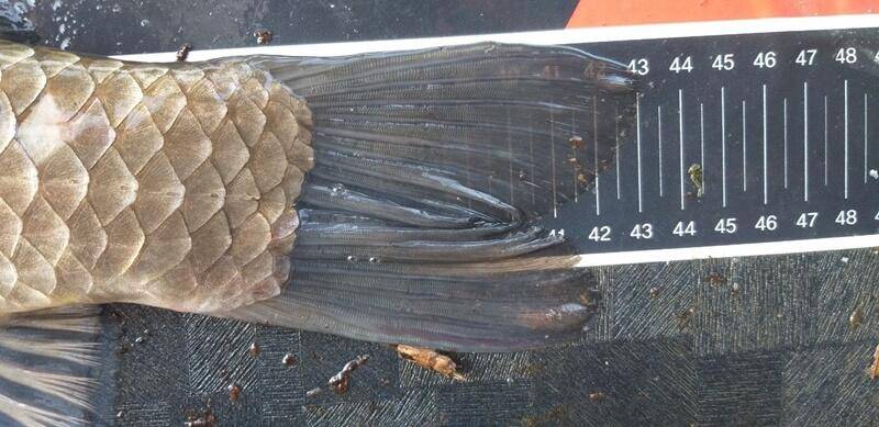 43cm 대물무료터 청미천 (조황조행기 - 특파원조황)
