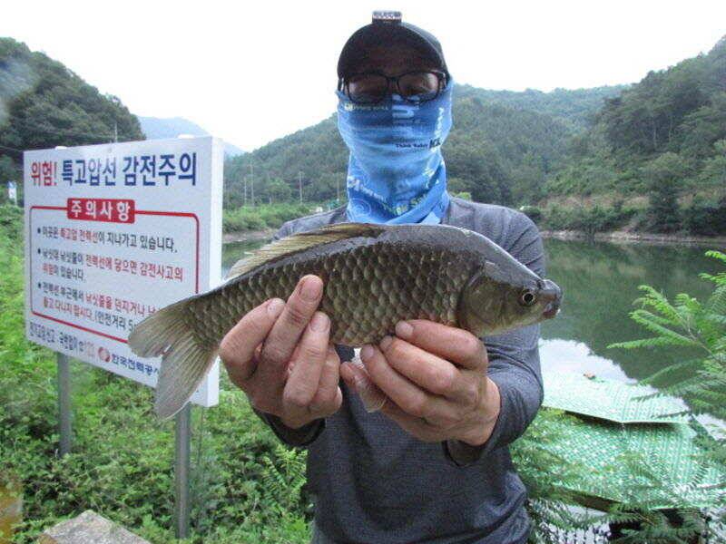 7월 2주차 조황입니다 (조황조행기 - 특파원조황)