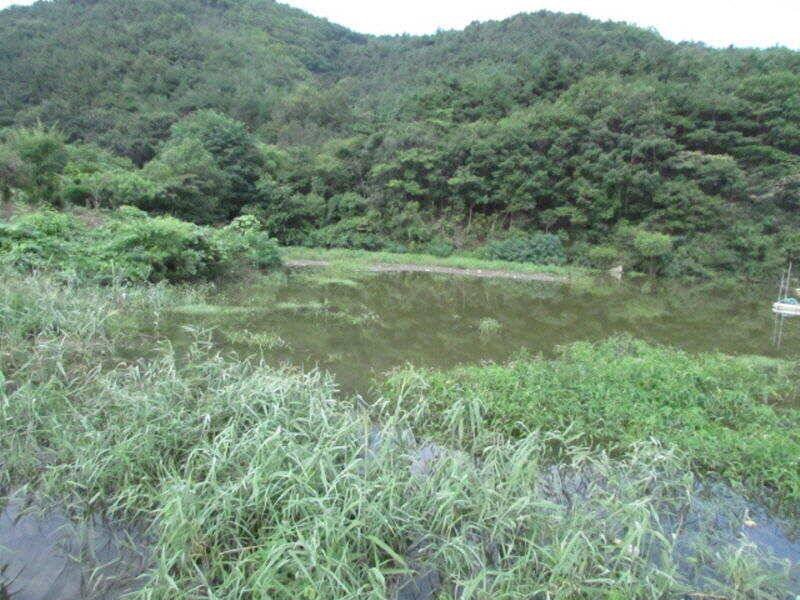 8월 마지막주 조황입니다 (조황조행기 - 특파원조황)
