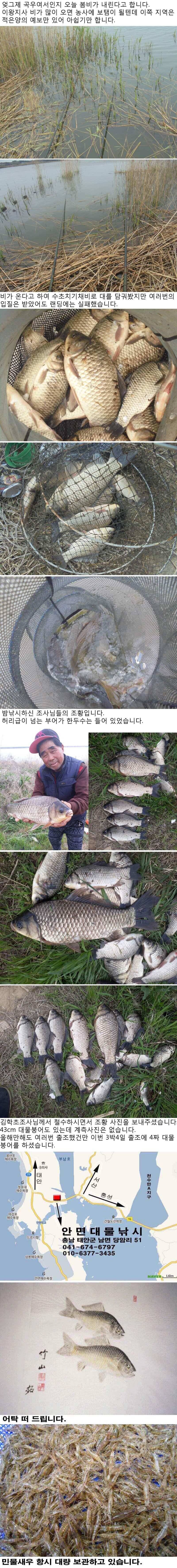 423 부남호 43cm 대물붕어외 월척급붕어 마릿수 조황 (조황조행기 - 특파원조황)
