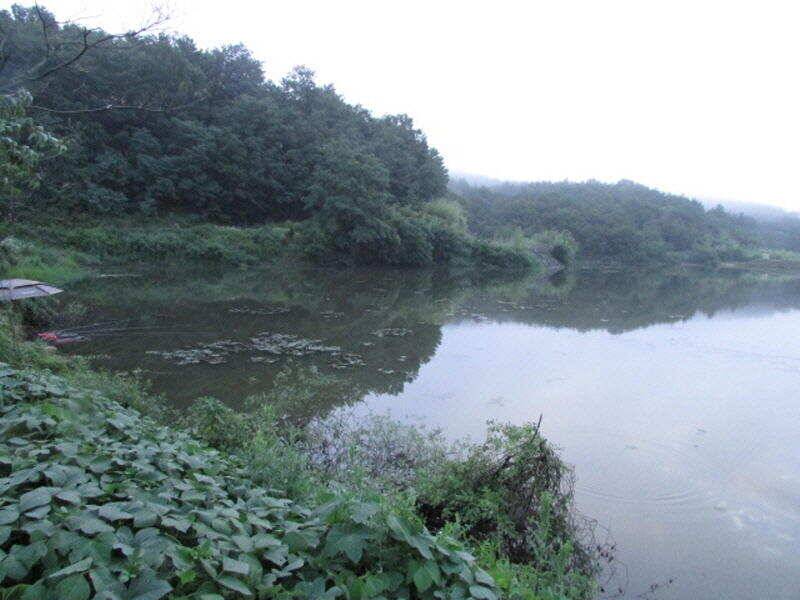 7월 첫주 조황입니다 (조황조행기 - 특파원조황)