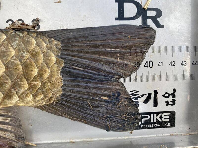 고삼지의 저력은 지금부터입니다 (조황조행기 - 특파원조황)