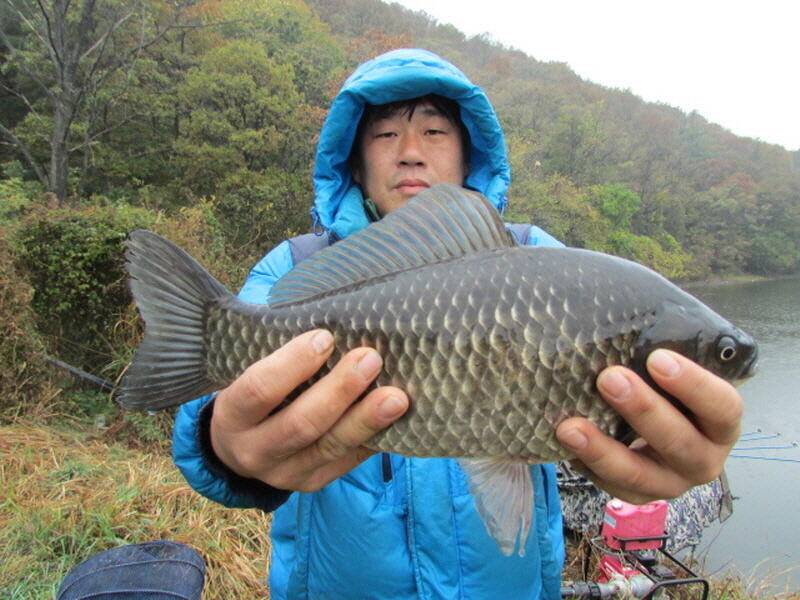 11월 첫주 조황입니다 (조황조행기 - 특파원조황)