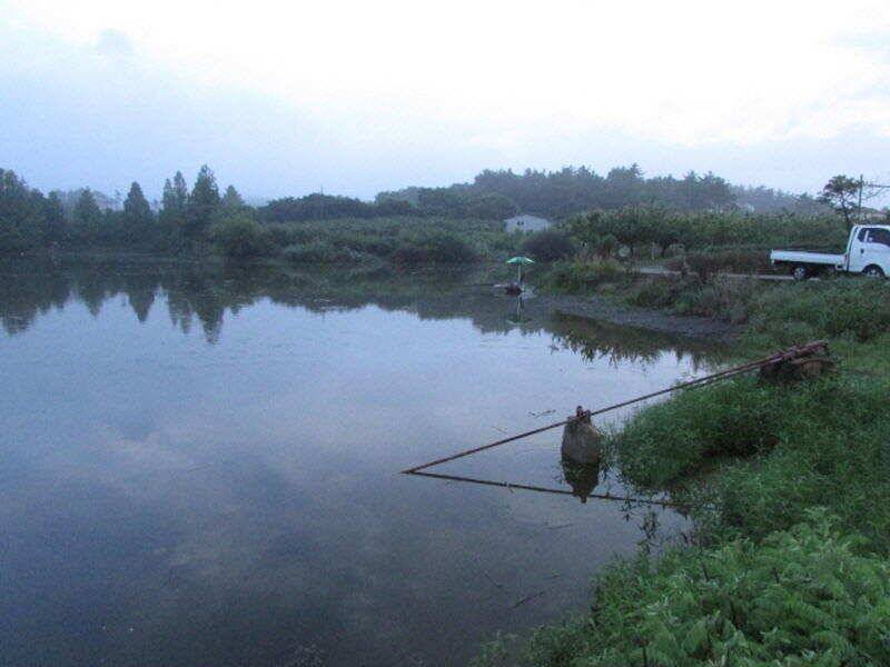 7월 첫주 조황입니다 (조황조행기 - 특파원조황)