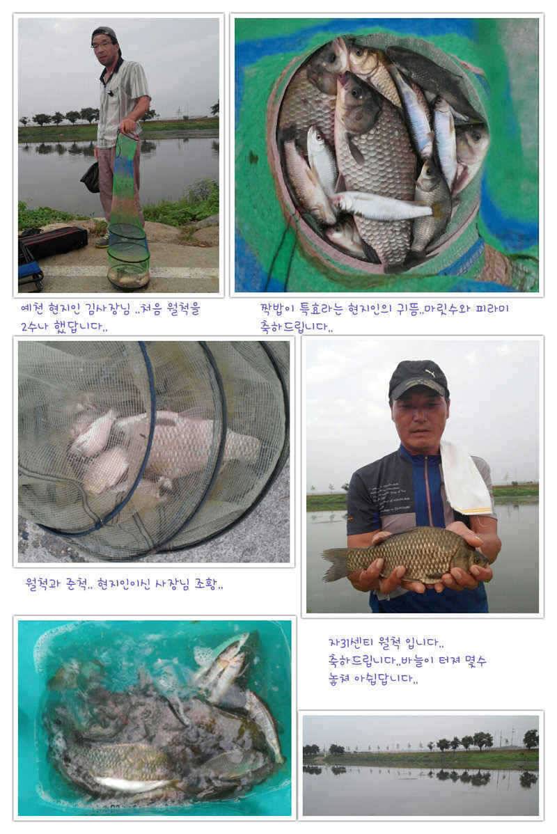 예천권 강낚시 월척들 소식과 이제 단비로인해서 좋은 조황이 이어질전망 (조황조행기 - 특파원조황)