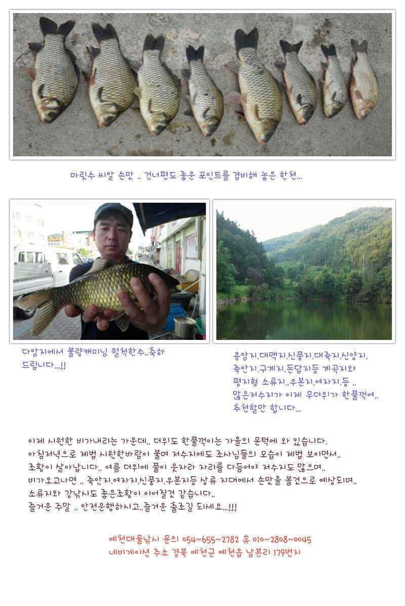 예천권 강낚시 월척들 소식과 이제 단비로인해서 좋은 조황이 이어질전망 (조황조행기 - 특파원조황)