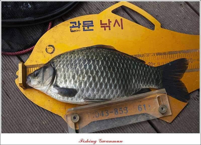 제일 낚시터 39 cm 대물 붕어 (조황조행기 - 특파원조황)