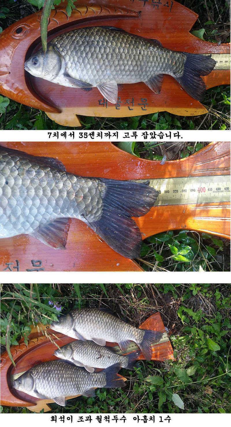 지난주 청도권 조황입니다 (조황조행기 - 특파원조황)