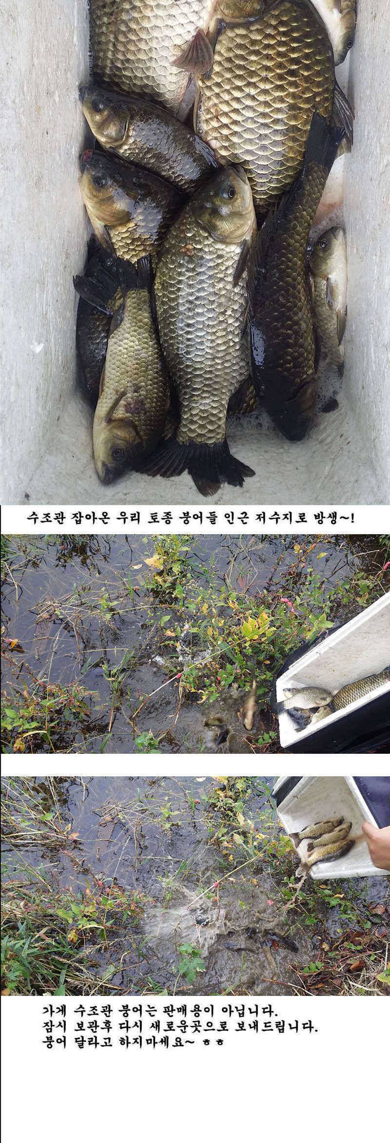 지난주 청도권 조황입니다 (조황조행기 - 특파원조황)
