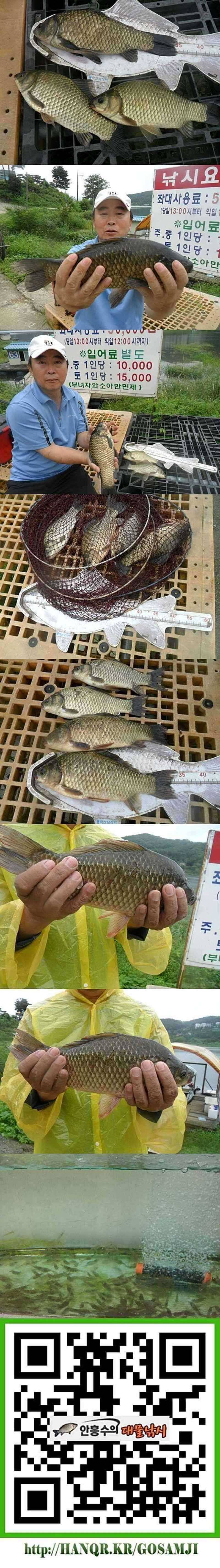 덕산지 연일 계속 올라오는 대물들 (조황조행기 - 특파원조황)