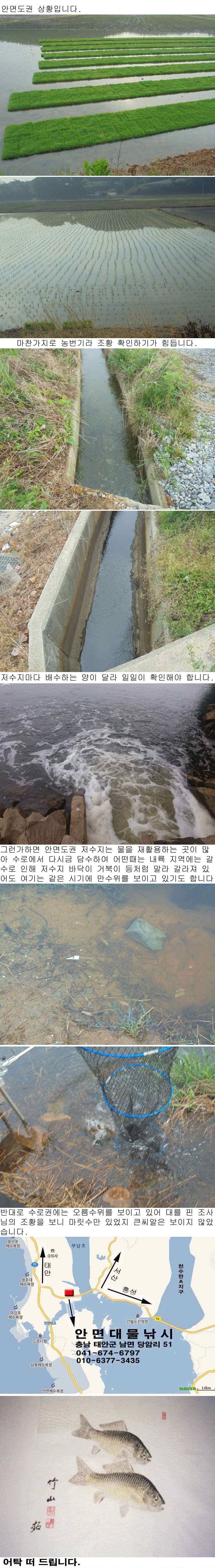 518 안면도권 저수지 및 부남호 배수 상황 (조황조행기 - 특파원조황)