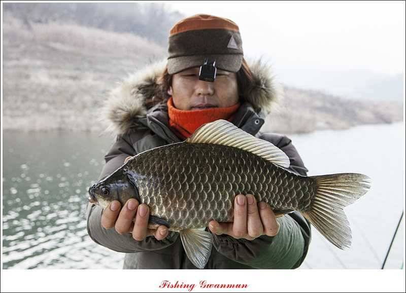 제일 낚시터 39 cm 대물 붕어 (조황조행기 - 특파원조황)