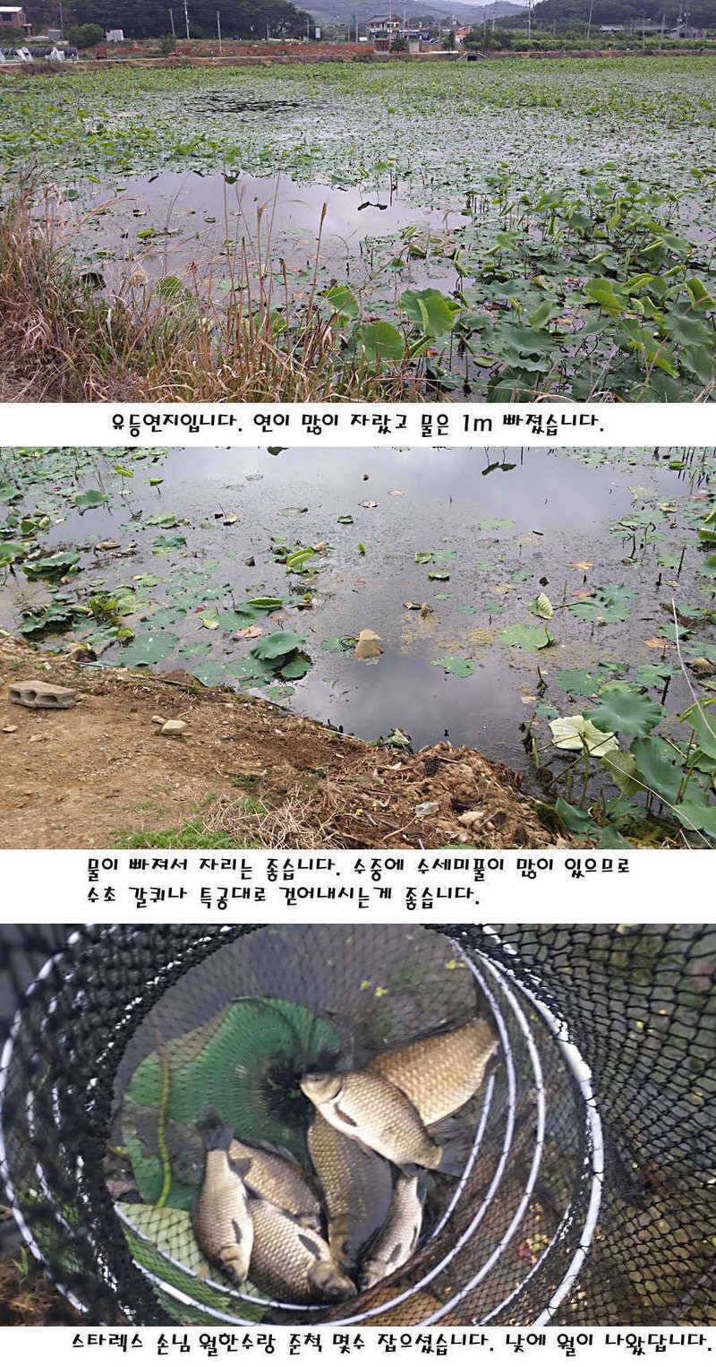 청도권 지난주 조황정보 (조황조행기 - 특파원조황)