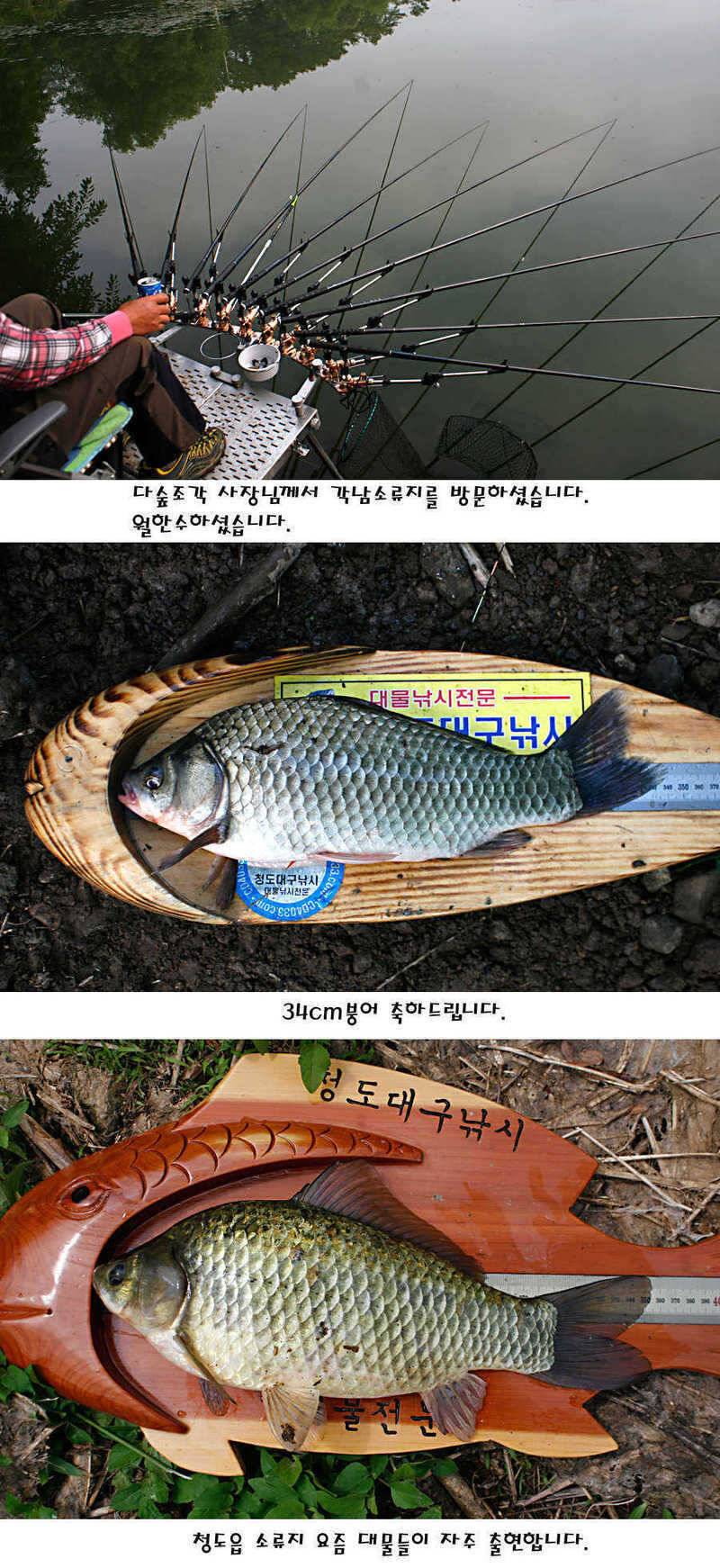 청도권 지난주 조황정보 (조황조행기 - 특파원조황)
