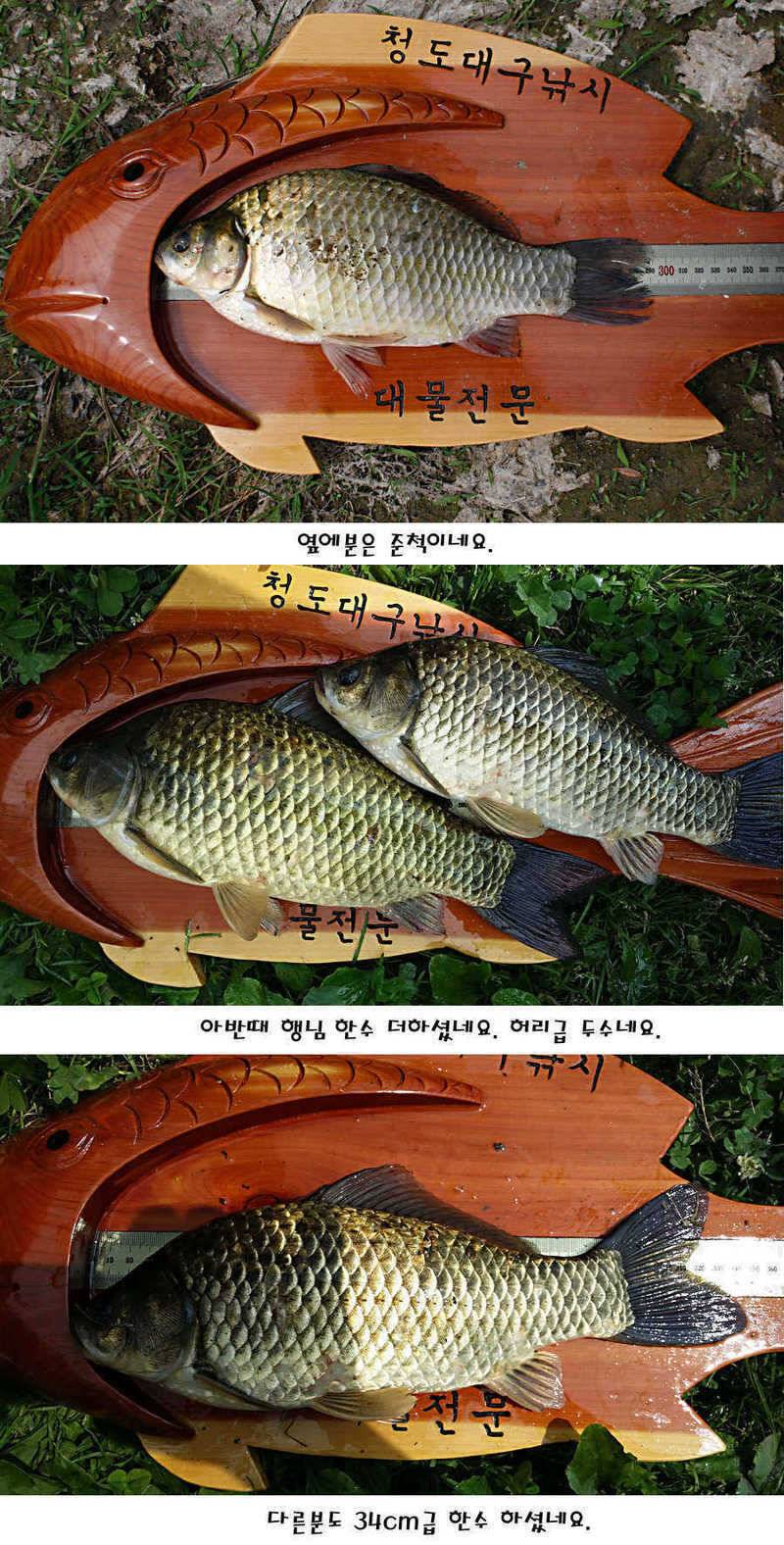 청도권 지난주 조황정보 (조황조행기 - 특파원조황)
