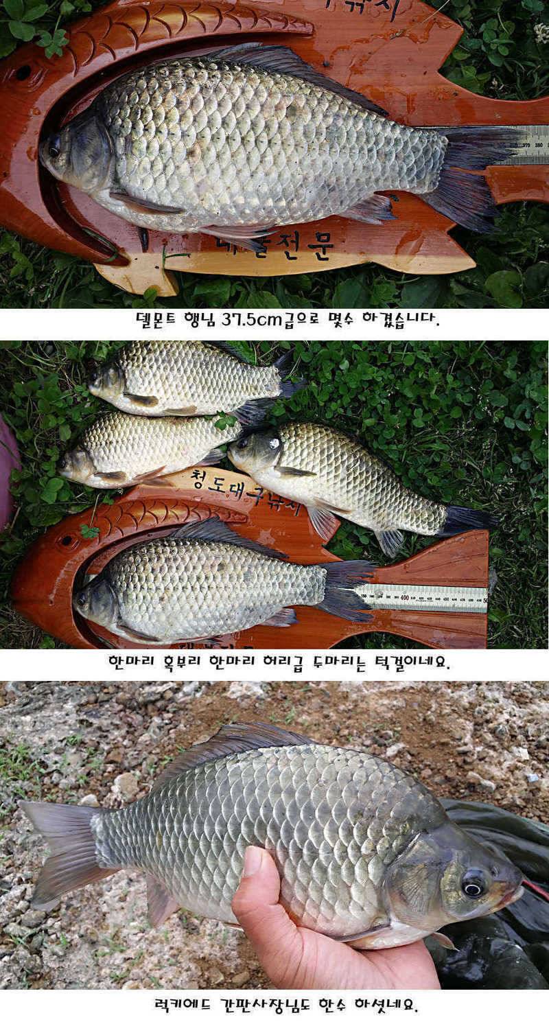 청도권 지난주 조황정보 (조황조행기 - 특파원조황)
