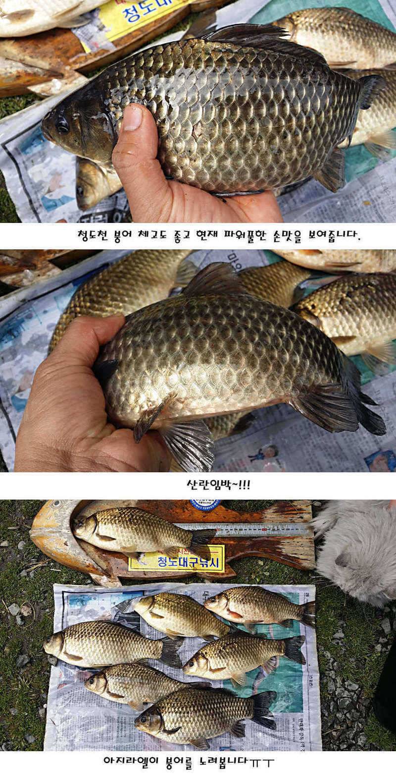 청도권 지난주 주중주말조황 (조황조행기 - 특파원조황)