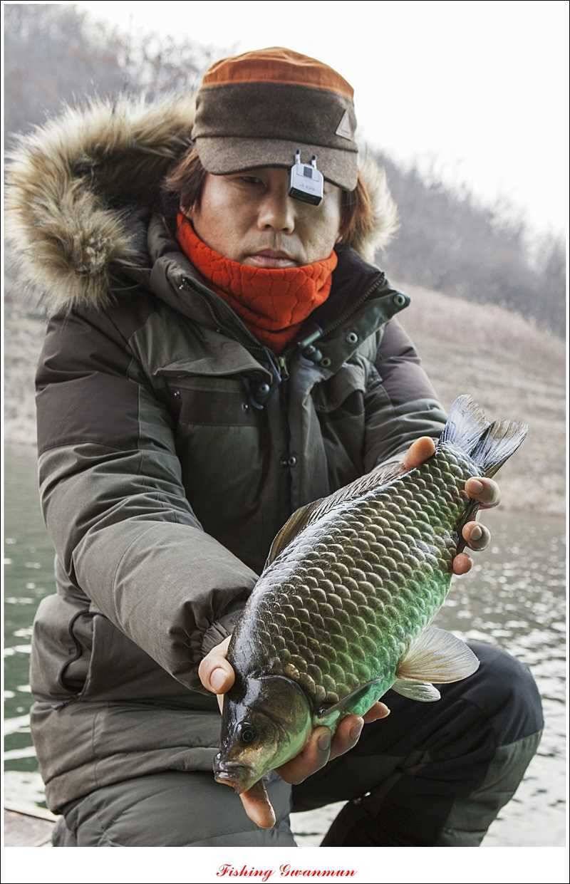 제일 낚시터 39 cm 대물 붕어 (조황조행기 - 특파원조황)