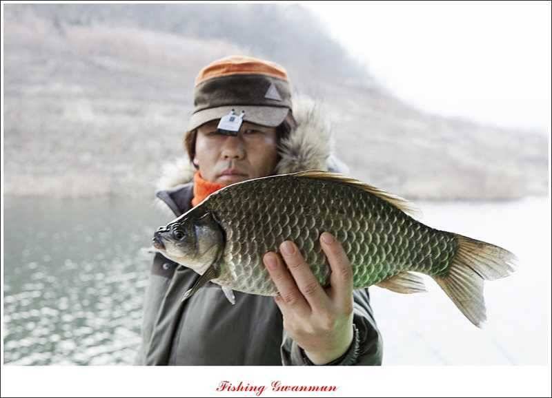 제일 낚시터 39 cm 대물 붕어 (조황조행기 - 특파원조황)