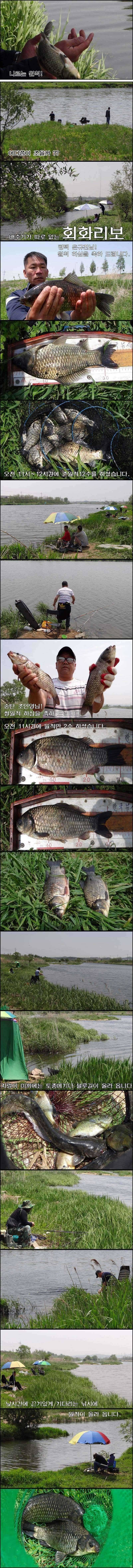 배수기 따로 없는 진위천회화리보 (조황조행기 - 특파원조황)