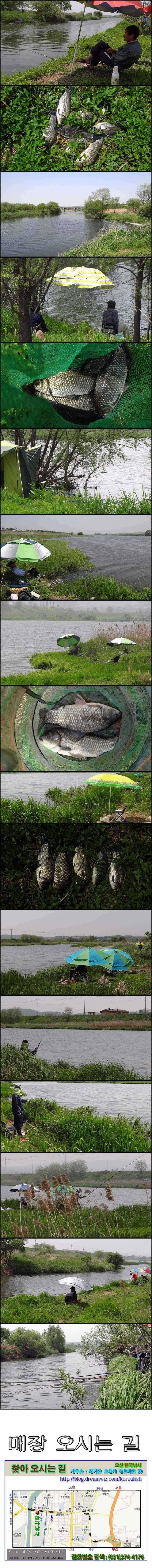 배수기 따로 없는 진위천회화리보 (조황조행기 - 특파원조황)