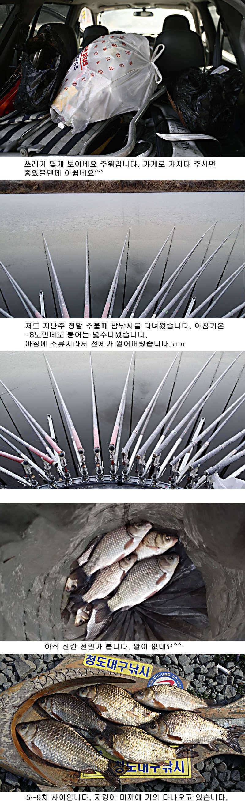 청도권 물낚시 정보 (조황조행기 - 특파원조황)