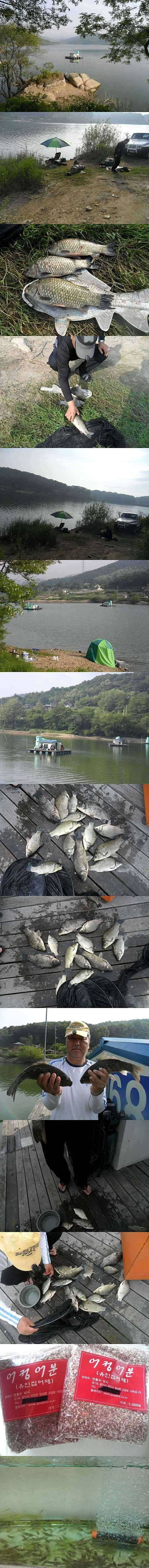 덕산지 산란을 마친 붕어들 (조황조행기 - 특파원조황)