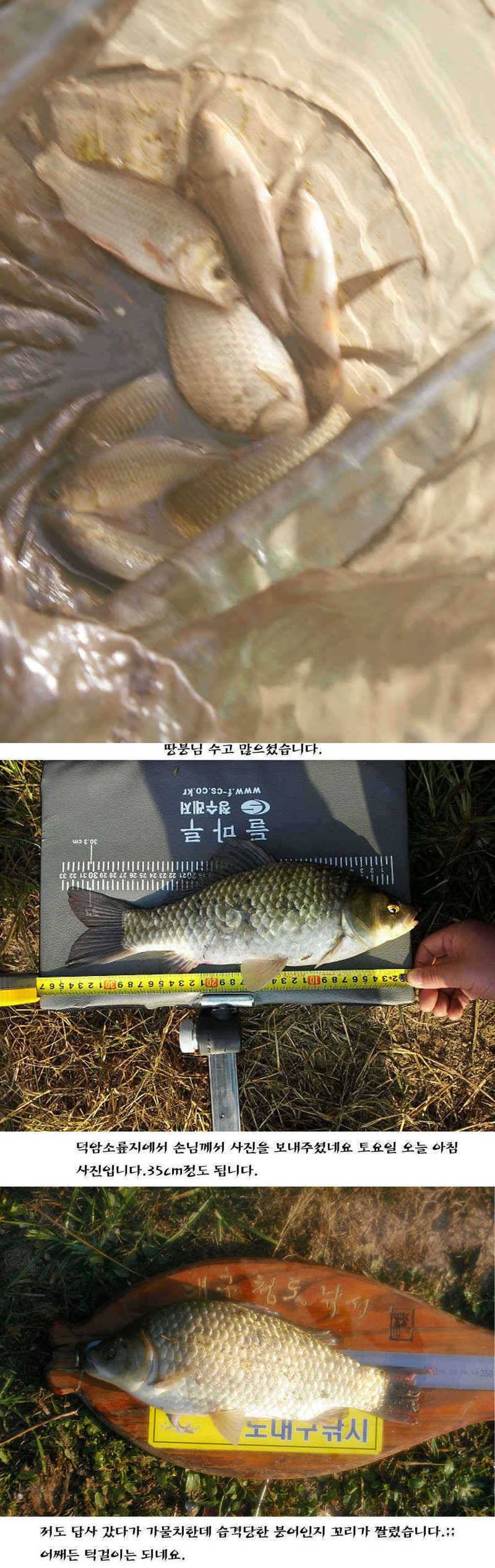 청도권 주말주중 조황정보 (조황조행기 - 특파원조황)