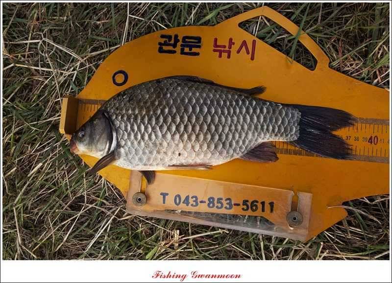 충주권 노지화곡지칠성지 조황 (조황조행기 - 특파원조황)