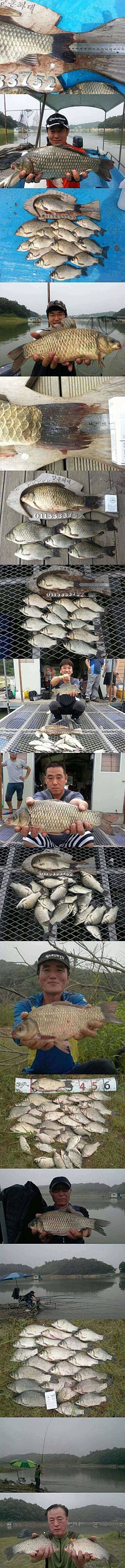 고삼지 새우에 4짜를 비롯하여 마릿수의붕어들 (조황조행기 - 특파원조황)