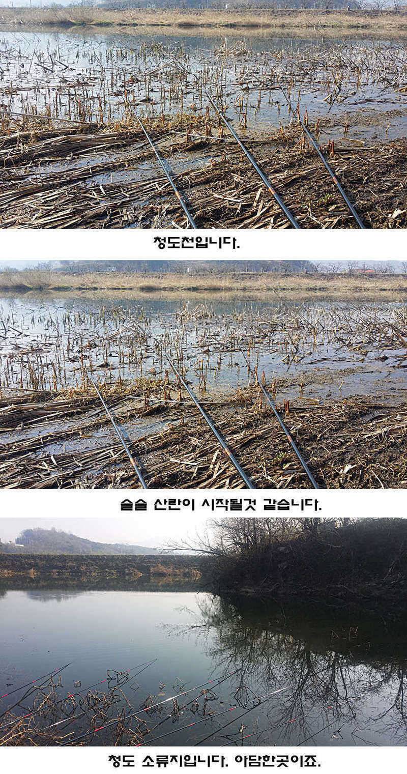 청도권 조황이 점차 살아나고 있습니다 (조황조행기 - 특파원조황)