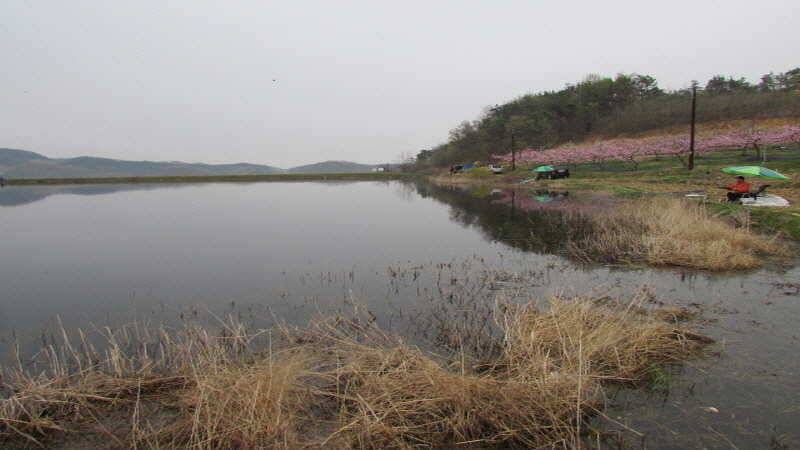 4월3째주 조황입니다 (조황조행기 - 특파원조황)