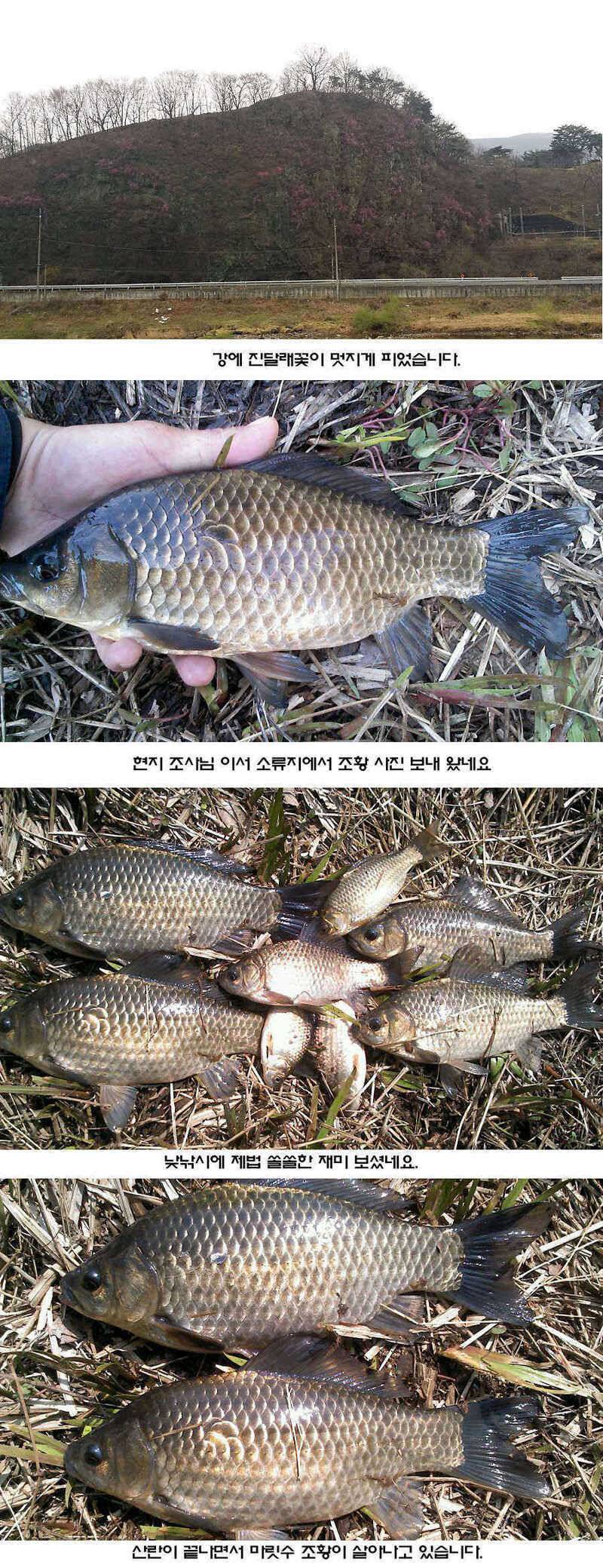청도권 조황이 점차 살아나고 있습니다 (조황조행기 - 특파원조황)
