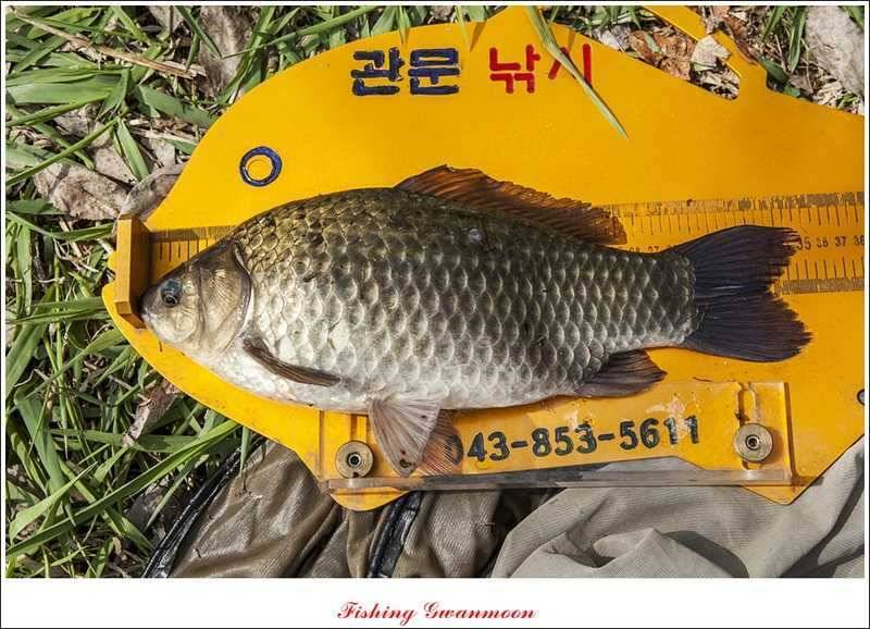 충주권 노지화곡지칠성지 조황 (조황조행기 - 특파원조황)