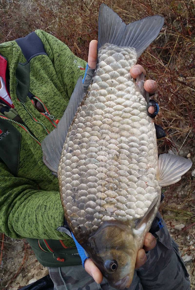 청도권46cm 조황이 살아나고 있습니다 (조황조행기 - 특파원조황)