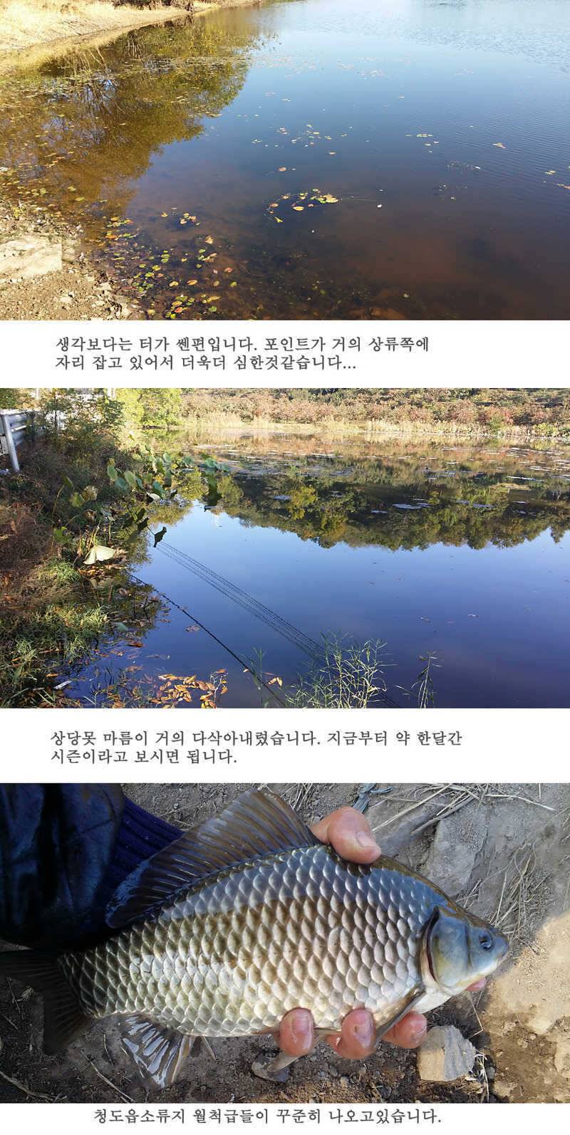 청도권46cm 조황이 살아나고 있습니다 (조황조행기 - 특파원조황)