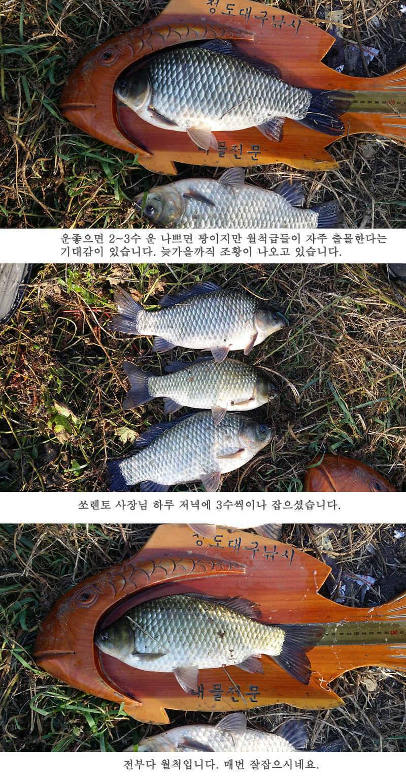 청도권46cm 조황이 살아나고 있습니다 (조황조행기 - 특파원조황)
