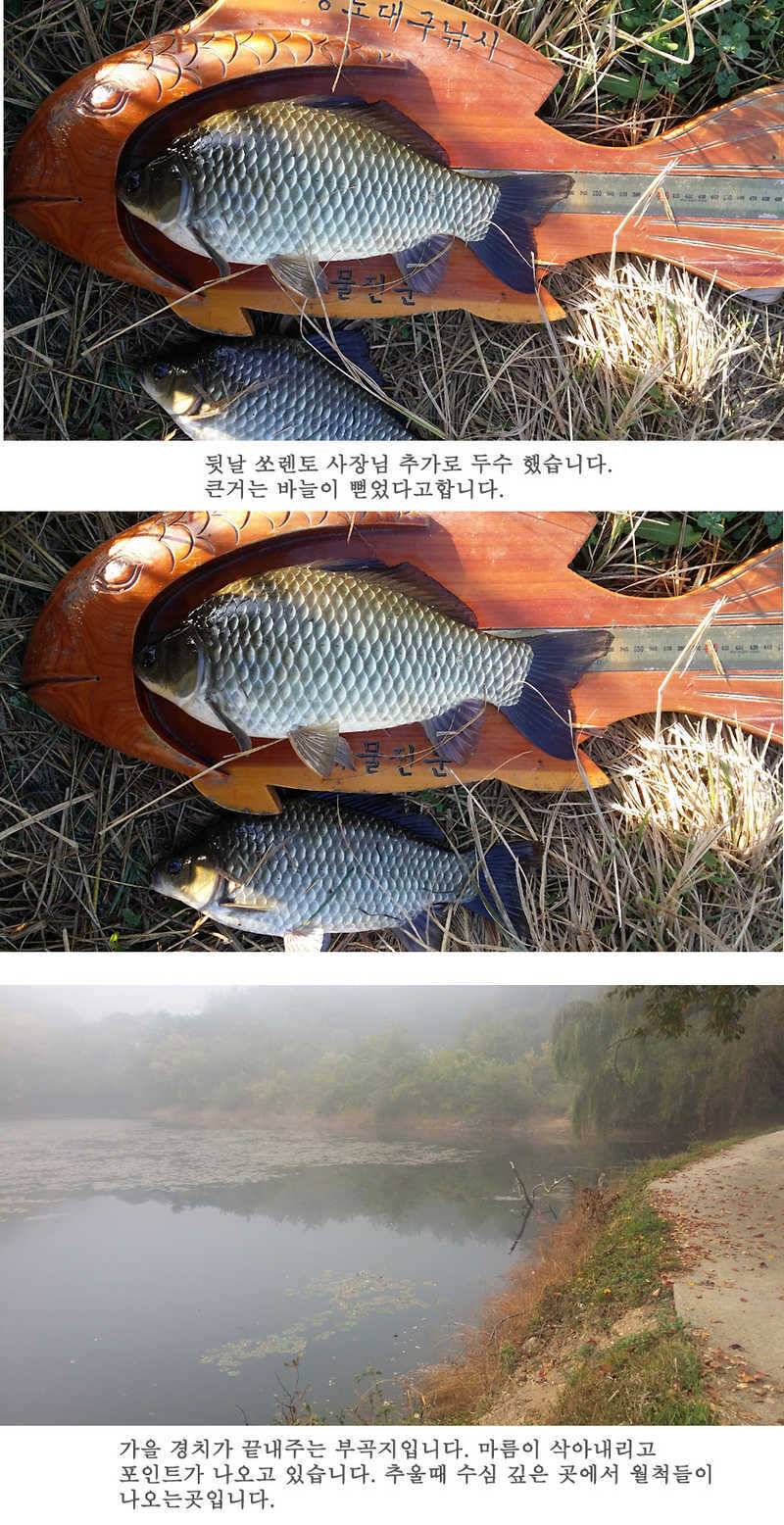 청도권46cm 조황이 살아나고 있습니다 (조황조행기 - 특파원조황)