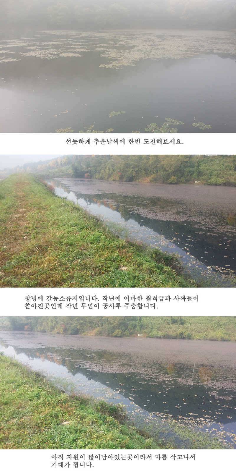 청도권46cm 조황이 살아나고 있습니다 (조황조행기 - 특파원조황)
