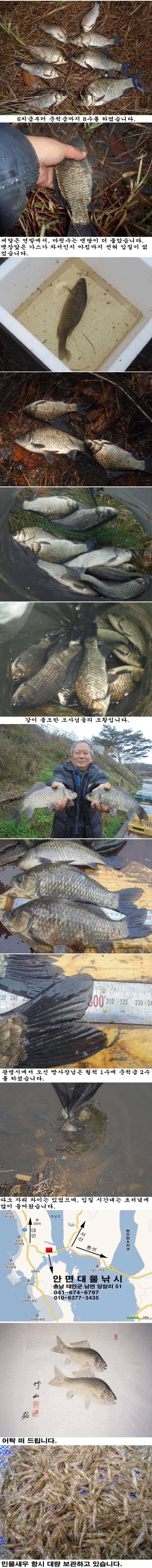 1118 안면도권 저수지 및 수로 밤낚시 조황 (조황조행기 - 특파원조황)