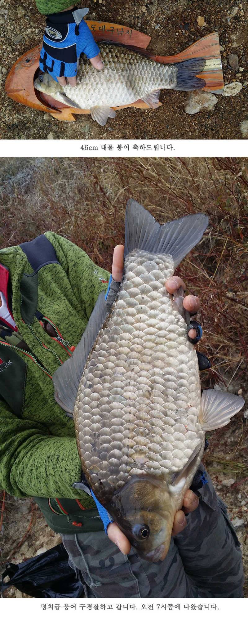 청도권46cm 조황이 살아나고 있습니다 (조황조행기 - 특파원조황)