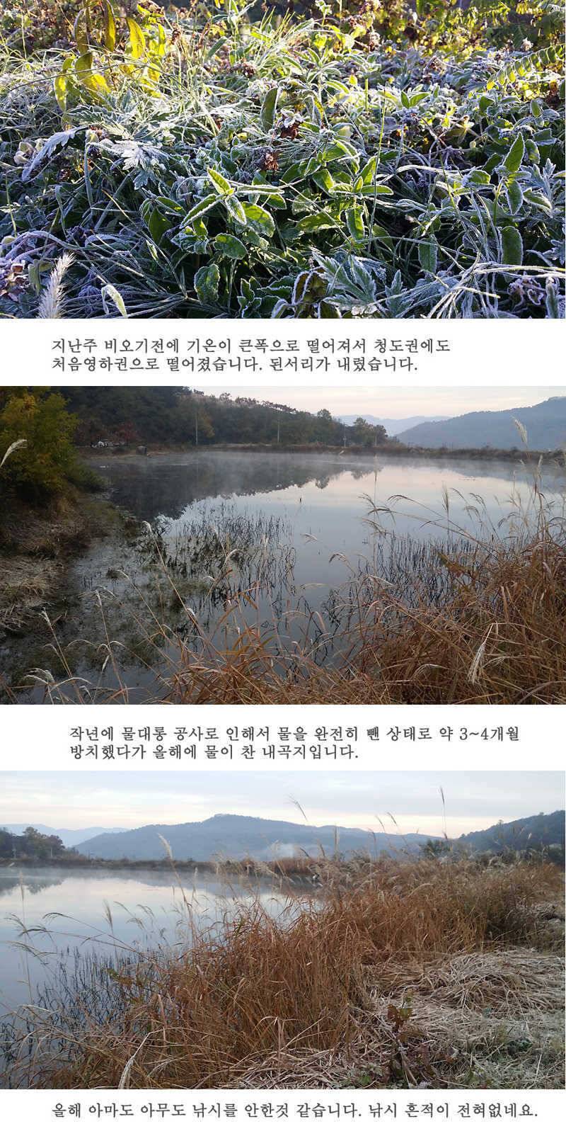 청도권46cm 조황이 살아나고 있습니다 (조황조행기 - 특파원조황)