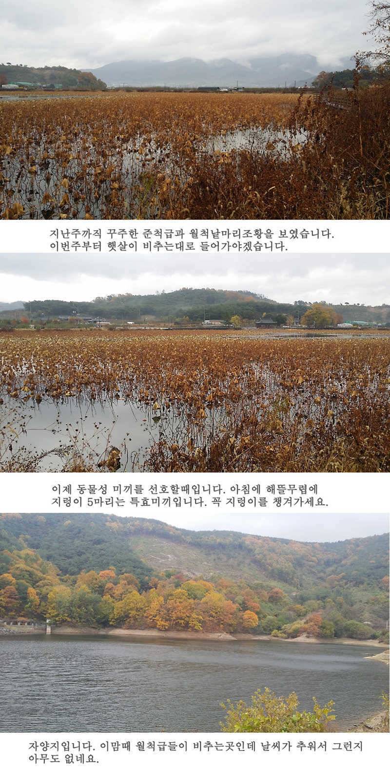청도권46cm 조황이 살아나고 있습니다 (조황조행기 - 특파원조황)