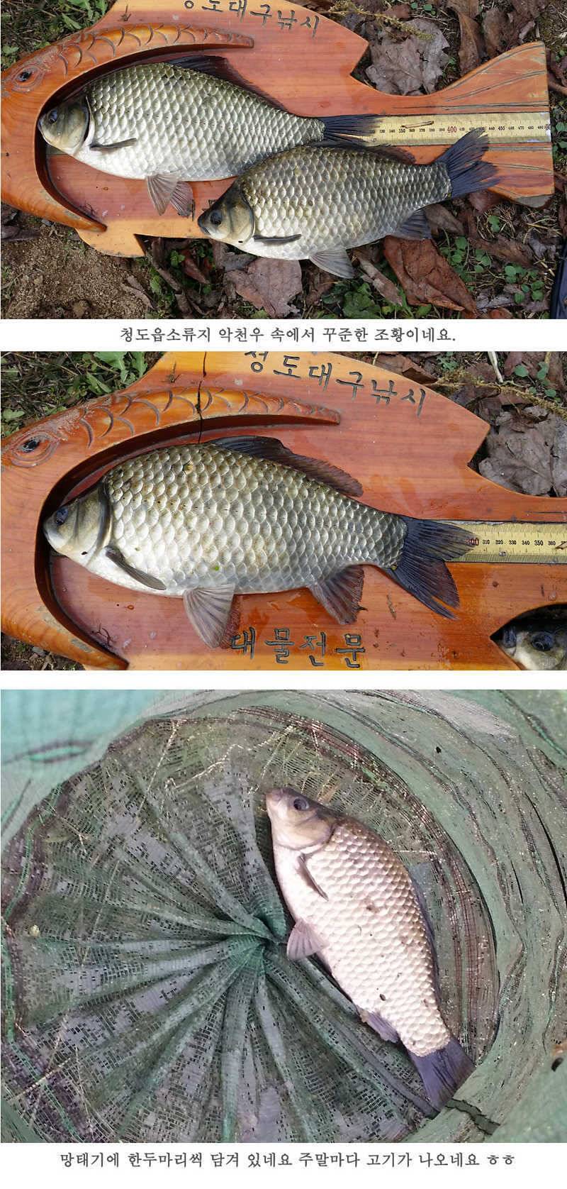 청도권46cm 조황이 살아나고 있습니다 (조황조행기 - 특파원조황)