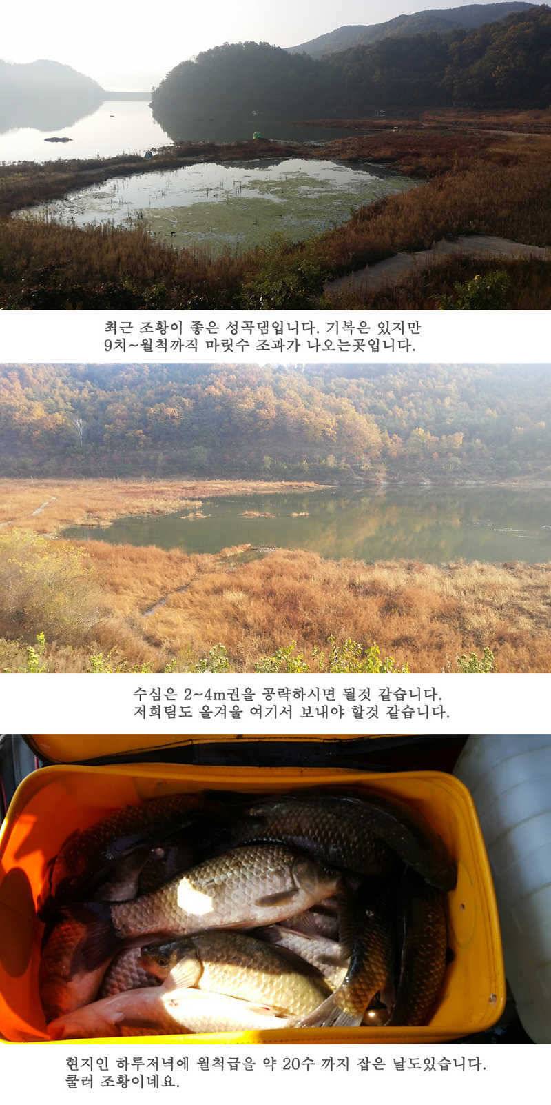 청도권46cm 조황이 살아나고 있습니다 (조황조행기 - 특파원조황)